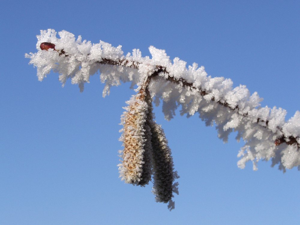 Rauhreif Sonne 009 192707 kl