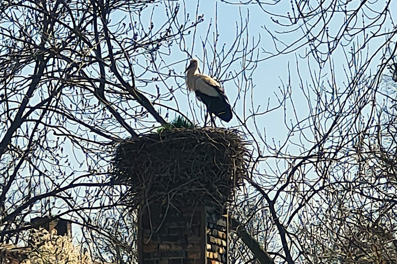 Storch Nest Naturhof Malchow