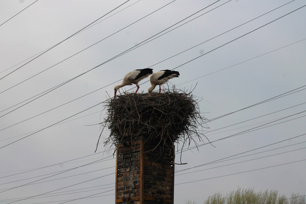 2 Storche im Nest 2026 IMG 0870